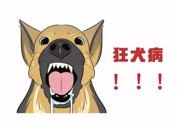 狂犬病一旦发病真的会致死?你一定要知道这些!